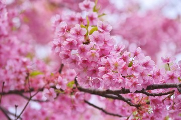 Kawazu cherry blossoms : full blooming