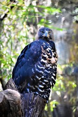 This beautiful bird
