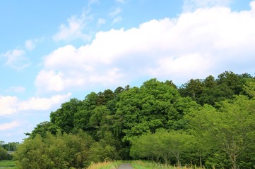 風景　春　空　雲　緑　晴れ　公園　杤木