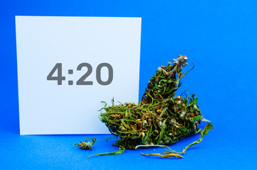 Medical cannabis concept. Flowers buds of marijuana and paper sheet with sign 420. CBD or THC weed or hemp