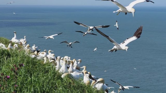 Northern gannets on cliff tops. Gannets hovering overhead.