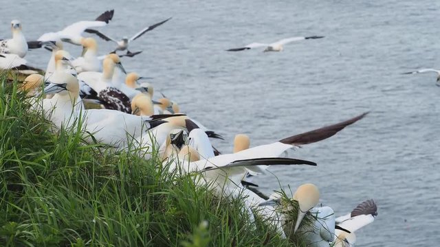 Northern gannets on cliff tops. Gannets hovering overhead.