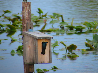 Black Bird in Bird House