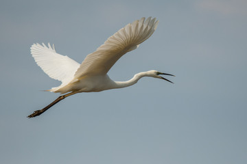 Great egret (Ardea alba). Isolated silhouette of a flying bird against the blue sky. Polesie. Ukraine