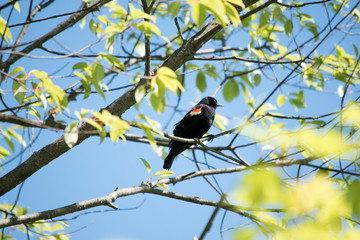 Red Winged Blackbird