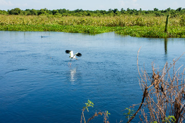 Pássaro grande Tuiuiú símbolo do pantanal brasileiro 