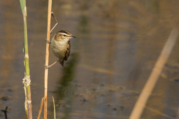 Sedge warbler (Acrocephalus schoenobaenus). Polesie. Ukraine