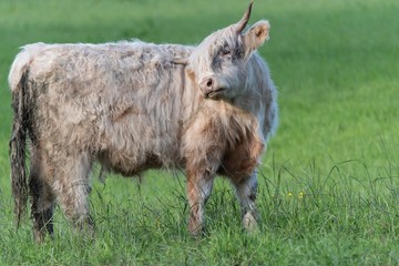 Fototapeta premium A close up photo of a Highland Cow