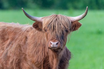 A close up photo of a Highland Cow