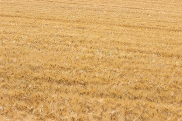 A golden barley field. Natural background pattern.