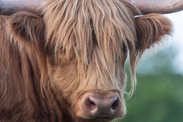 A close up photo of a Highland Cow