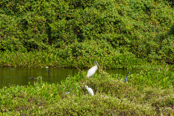 Garça branca tranquila em lago por peixes