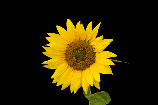 Happy sunflower close up, isolated. Yellow petals almost ripe. Beautiful composition in August