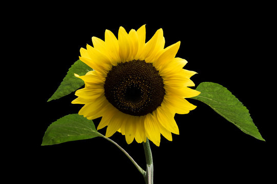 Happy sunflower close up, isolated. Yellow petals almost ripe. Beautiful composition in August