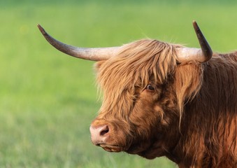 A close up photo of a Highland Cow