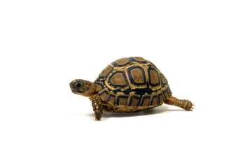 ヒョウモンガメ