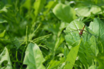 red dragonfly