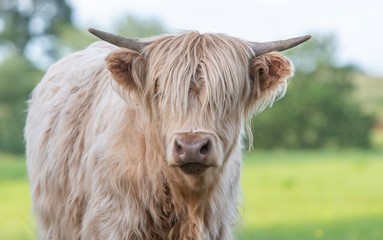 Close up photo of a Highland Cow