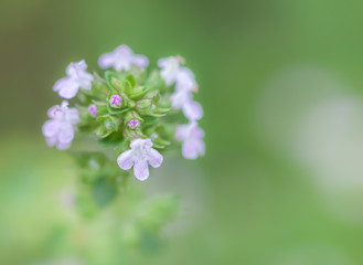 Flowers of common thyme
