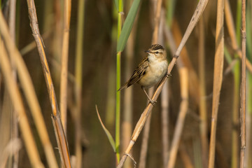 Sedge warbler (Acrocephalus schoenobaenus). Polesie. Ukraine