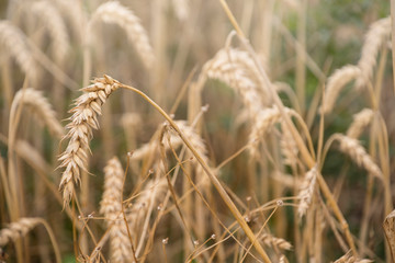 Fototapeta premium Ripe wheat ears in a field. Wheat field.Ears of golden wheat close up. Background of ripening ears of meadow wheat field.