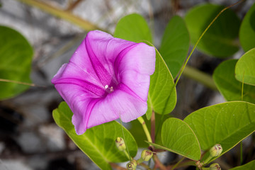 pink flower on an abandoned property on the Bay