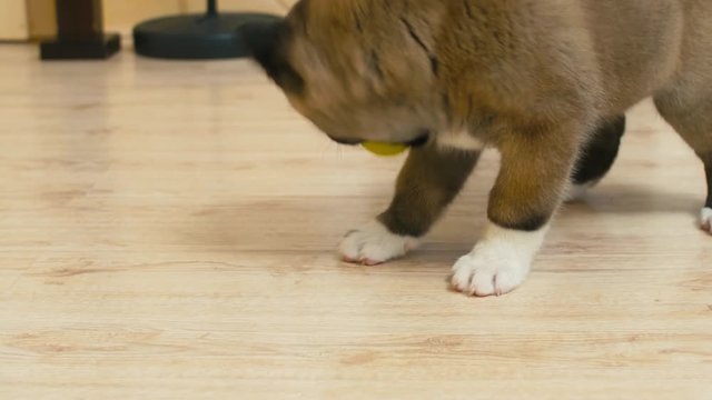 American Akita puppy rolling yellow tennis ball on the floor, playing with it and biting