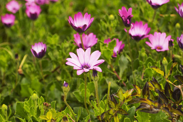 Obraz premium Eden´s garden