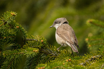 Lesser whitethroat (Sylvia curruca). Polesie. Ukraine