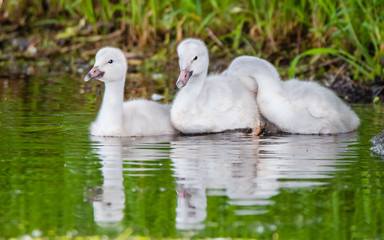 A group of cygnets (baby swan) are enjoying summer time in a lake
