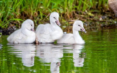 A group of cygnets (baby swan) are enjoying summer time in a lake