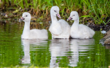 A group of cygnets (baby swan) are enjoying summer time in a lake