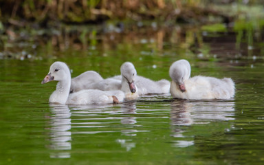 A group of cygnets (baby swan) are enjoying summer time in a lake