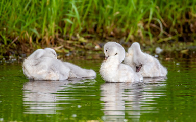 A group of cygnets (baby swan) are enjoying summer time in a lake