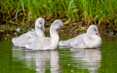 A group of cygnets (baby swan) are enjoying summer time in a lake