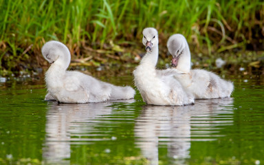 Naklejka na ściany i meble A group of cygnets (baby swan) are enjoying summer time in a lake