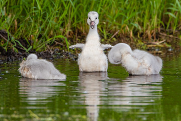 A group of cygnets (baby swan) are enjoying summer time in a lake