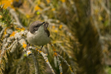 Lesser whitethroat (Sylvia curruca). Polesie. Ukraine