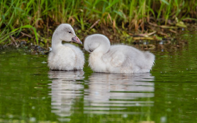 A group of cygnets (baby swan) are enjoying summer time in a lake