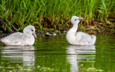 A group of cygnets (baby swan) are enjoying summer time in a lake
