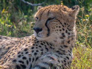 Cheetah Head Shot