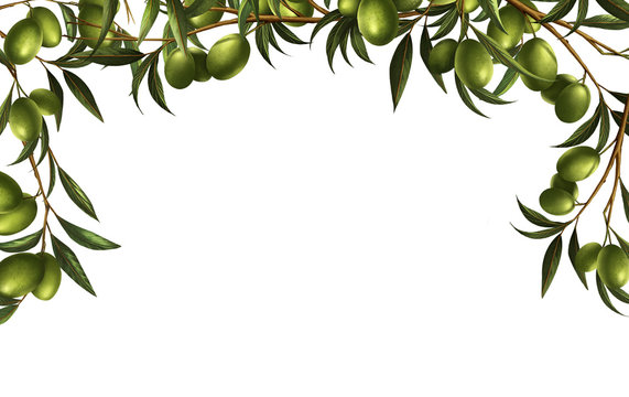 The olive, known by the botanical name Olea europaea, For your product that is produced from olive  or  natural . Design are layout template on white background .
