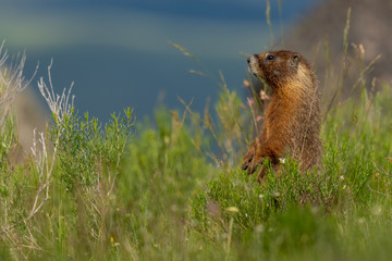 Naklejka na ściany i meble Curious Marmot Stands up in Thick Field