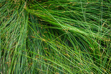 Nature background of green sedge grasses in pattern and texture