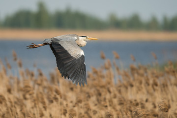 Grey heron (Ardea cinerea) Polesie. Ukraine