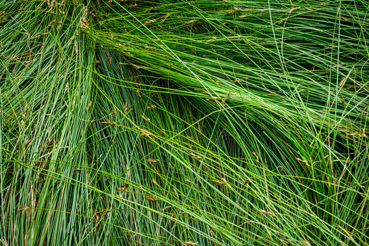 Nature background of green sedge grasses in pattern and texture