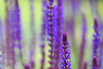 Nature background of a stalk of blooming purple salvia flowers, against a green and purple out of focus background