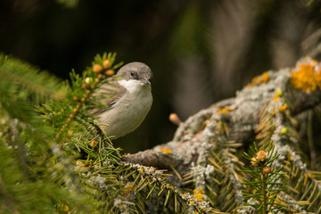 Lesser whitethroat (Sylvia curruca). Polesie. Ukraine