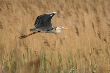 Grey heron (Ardea cinerea) Polesie. Ukraine