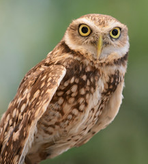  Burrowing owls 